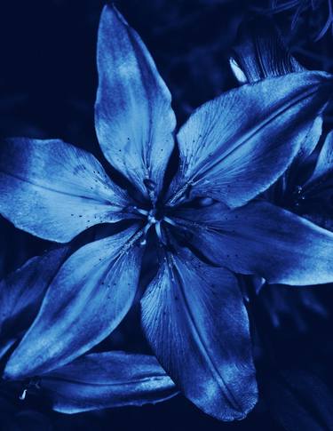 Blue Lily - Limited Edition of 10 thumb