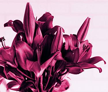 Hot Pink Lily - Limited Edition of 10 thumb