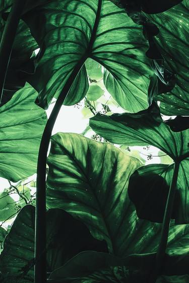 Original Abstract Botanic Photography by Mona Vayda