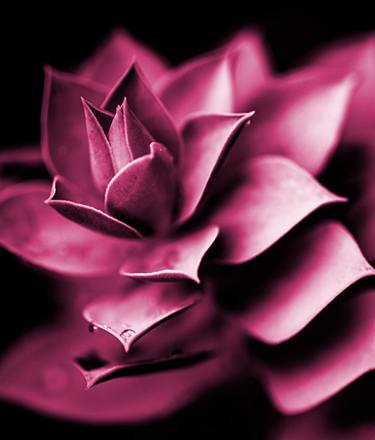 Botanic Pink - Limited Edition of 10 thumb
