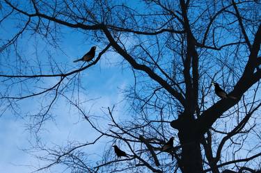Birds In A Tree thumb
