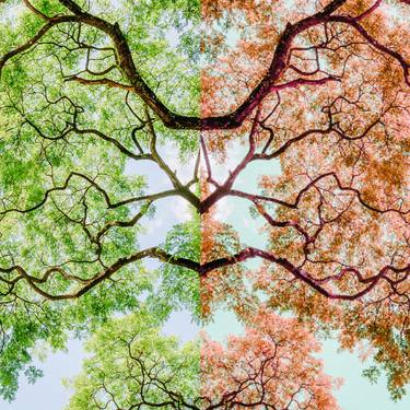 Print of Abstract Tree Digital by Mona Vayda