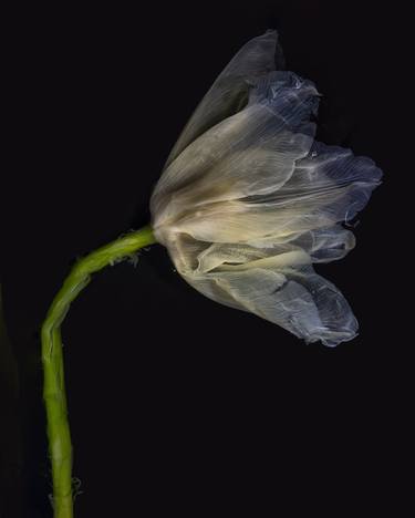 Original Fine Art Botanic Photography by Nailia Schwarz