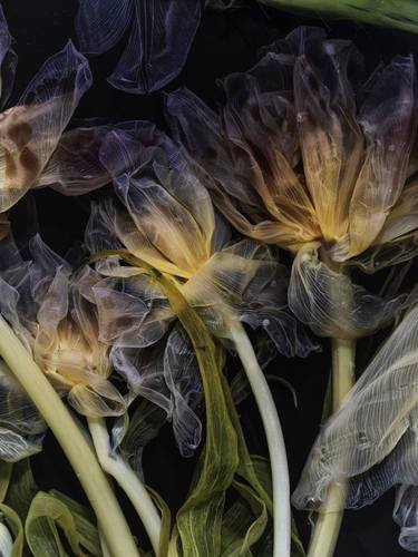 Original Fine Art Botanic Photography by Nailia Schwarz