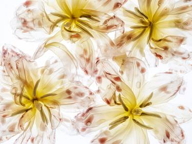 Original Minimalism Botanic Photography by Nailia Schwarz