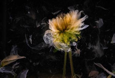 Original Fine Art Botanic Photography by Nailia Schwarz