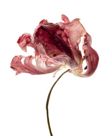 Original Fine Art Floral Photography by Nailia Schwarz
