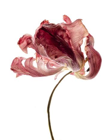 Original Floral Photography by Nailia Schwarz