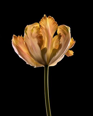 Original Conceptual Floral Photography by Nailia Schwarz