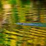 Platypus      Latrobe Mersey River