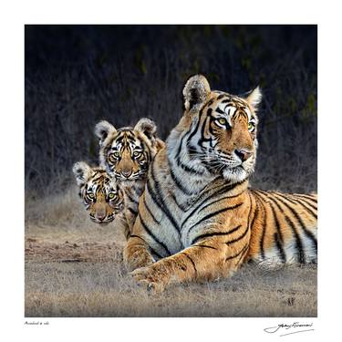Arrowhead &Cubs Tiger thumb
