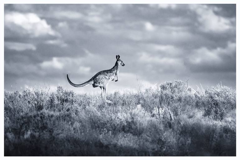 Original Fine Art Animal Photography by John Wiseman