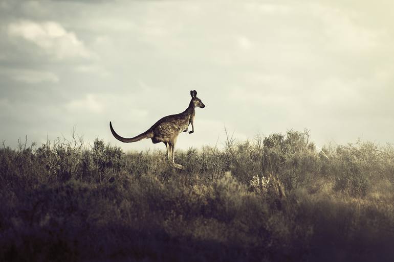 Original Fine Art Animal Photography by John Wiseman