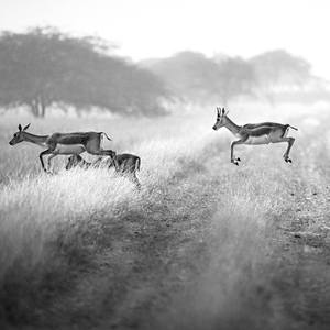 Black Buck India 1