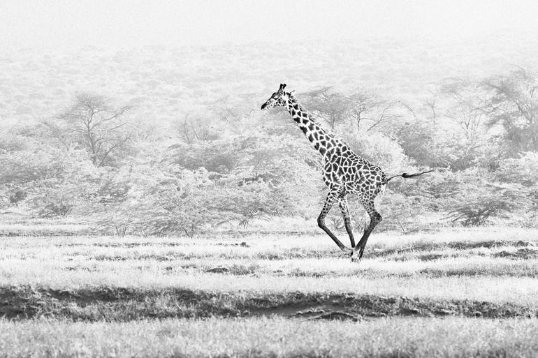 Original Black & White Animal Photography by John Wiseman