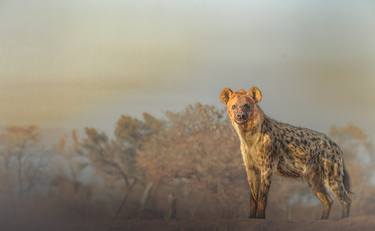 Original Art Deco Animal Photography by John Wiseman