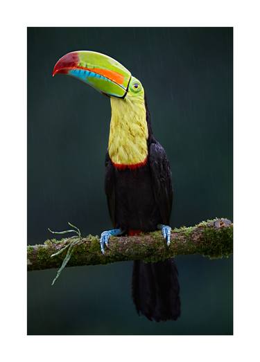 Original Animal Photography by John Wiseman