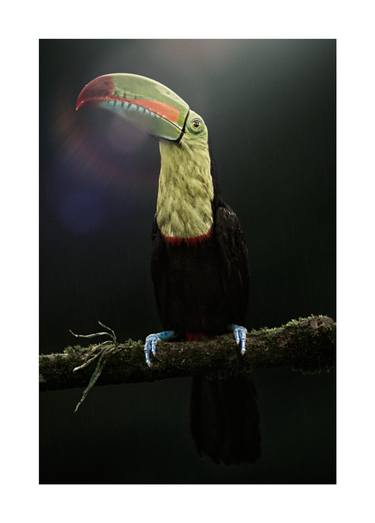 Original Fine Art Animal Photography by John Wiseman