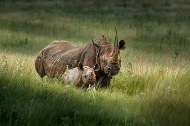 Original Photorealism Animal Photography by John Wiseman