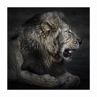 Original Fine Art Animal Photography by John Wiseman