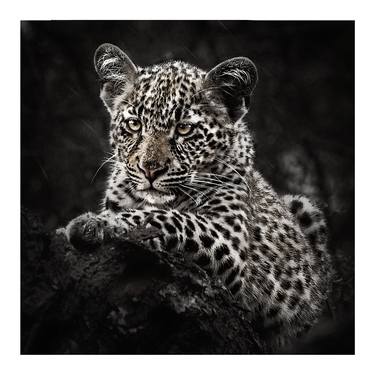 Original Animal Photography by John Wiseman