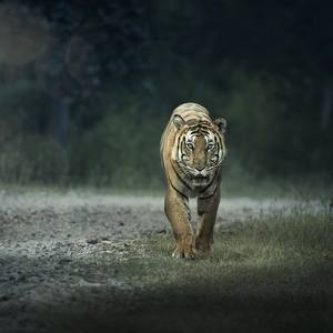 Tiger  Big cat of India.