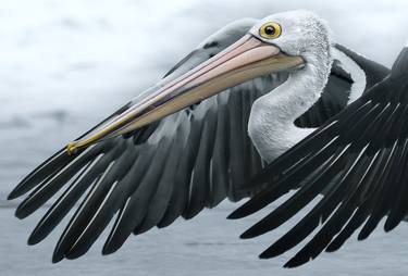 Pelican in Flight thumb