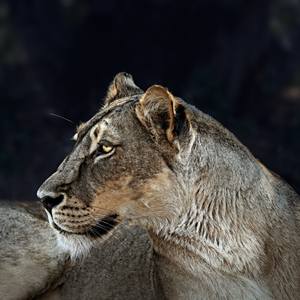 Lioness.  Maasai Mara