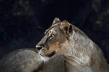 Lioness.  Maasai Mara thumb