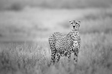 Original Fine Art Animal Photography by John Wiseman