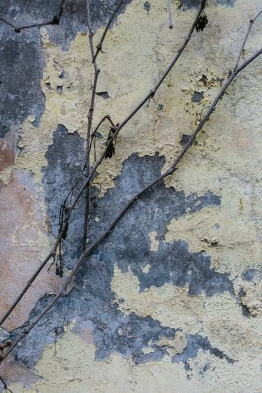 A branch on an old wall thumb