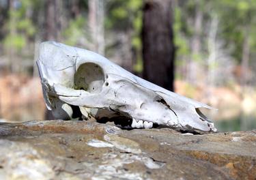 Original Documentary Nature Photography by Jamie Young