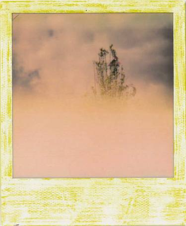 Print of Tree Photography by erkin esginler