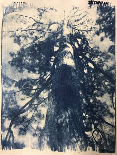 Print of Fine Art Tree Photography by Evelina Linn