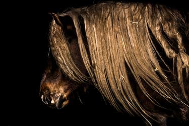 Original Horse Photography by Maurice Wolf