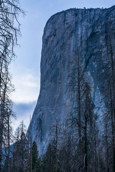 Burnt Trees and El Cap, Dusk, American West thumb