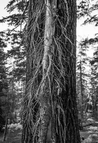Tree inside Tree (B&W) thumb