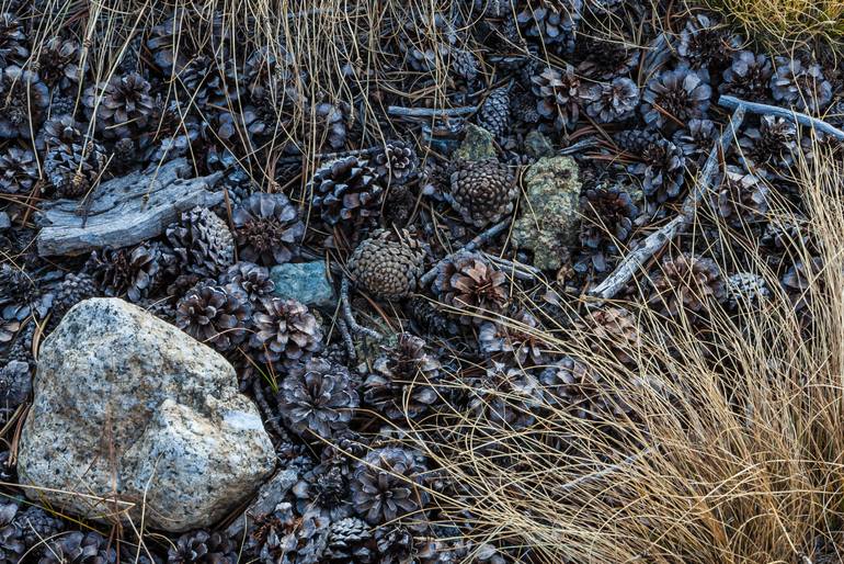 Original Documentary Nature Photography by Timothy Mcguire