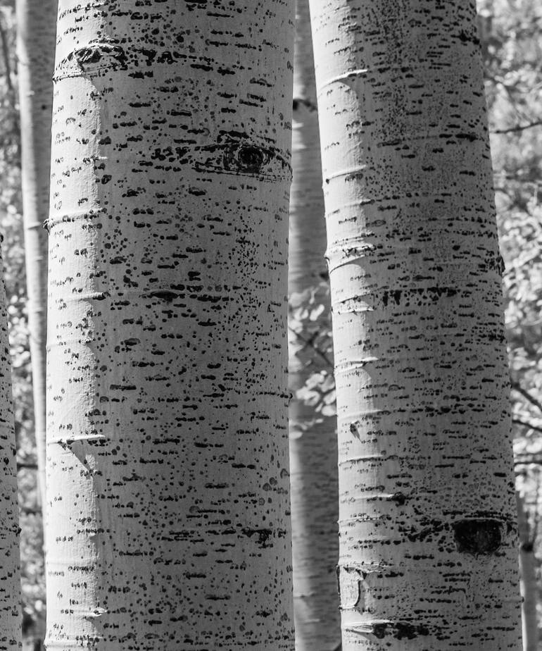 Original Contemporary Landscape Photography by Timothy Mcguire