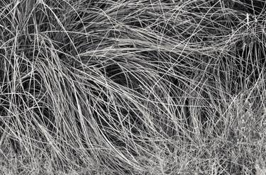 Reeds Flowing (B&W) thumb