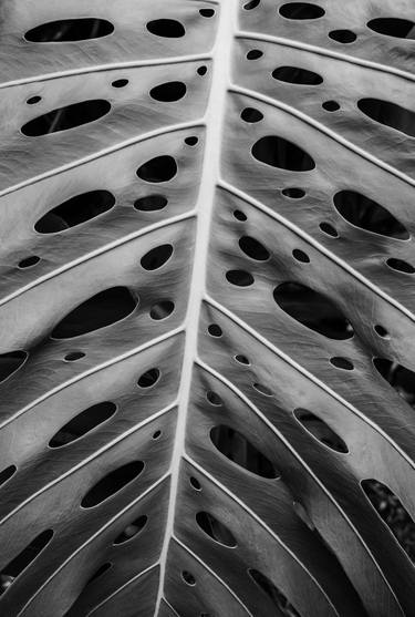 Monstera Hawaii (B&W) thumb