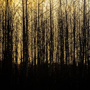 Original Fine Art Tree Photography by Timothy McGuire