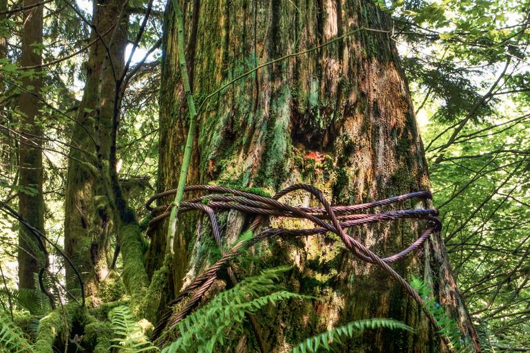 Original Other Nature Photography by Timothy Mcguire