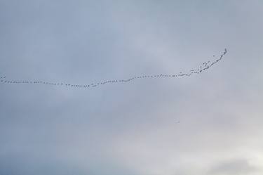 Geese Migration Pacific 01 thumb