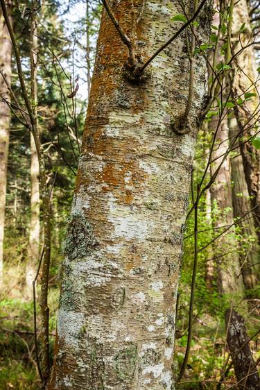 Orcas Tree Lichen 03 thumb