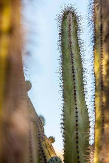 Original Documentary Nature Photography by Timothy McGuire