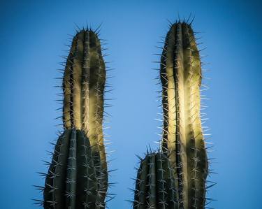 Original Documentary Nature Photography by Timothy McGuire