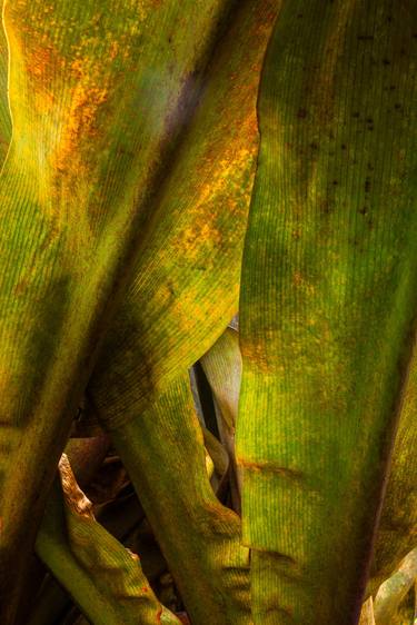 Original Impressionism Botanic Photography by Timothy McGuire