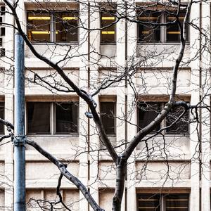 Collection Urban Trees
