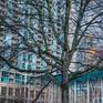 Collection Urban Trees